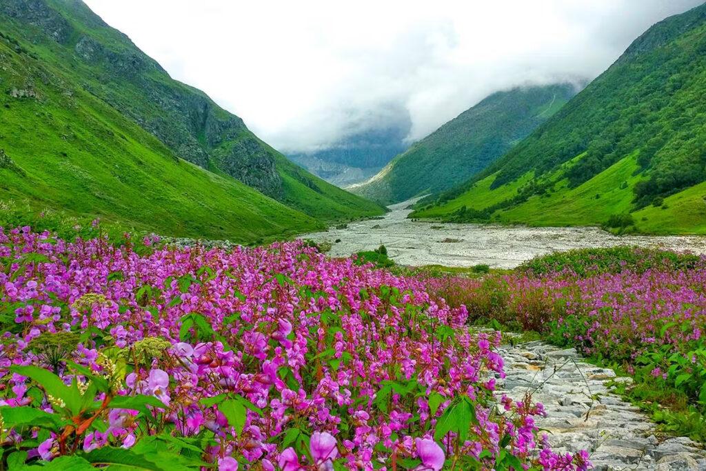 Folwers valley uttarkhand 2