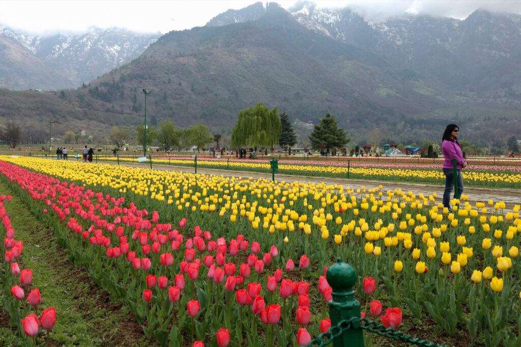 tulip garden