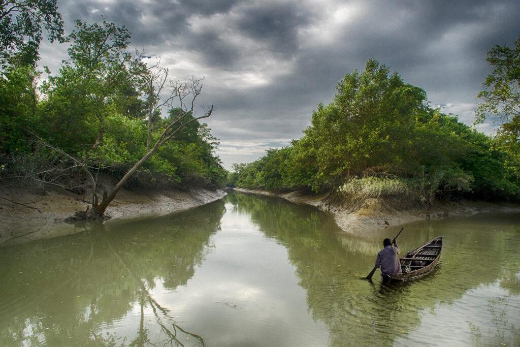 mangrove